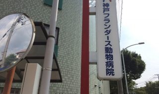 神戸市北区のフランダース動物病院