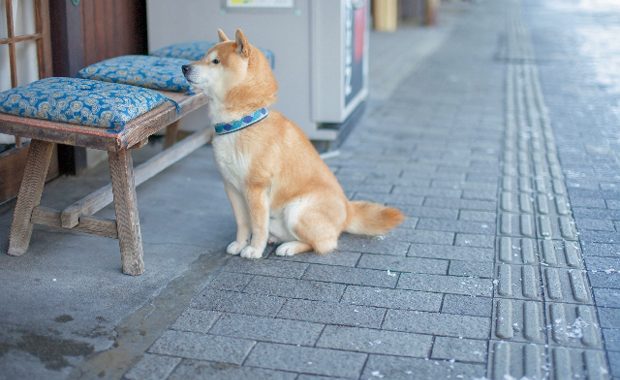 犬生理症状