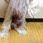 犬疥癬の症状
