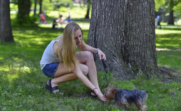 犬 ワクチン 散歩