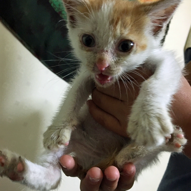 子猫の風邪