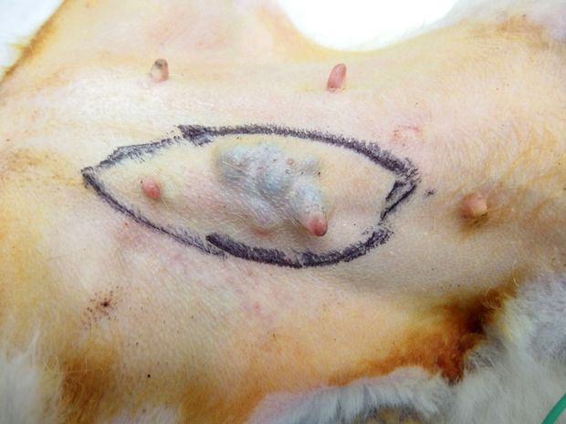 乳腺腫瘍の犬