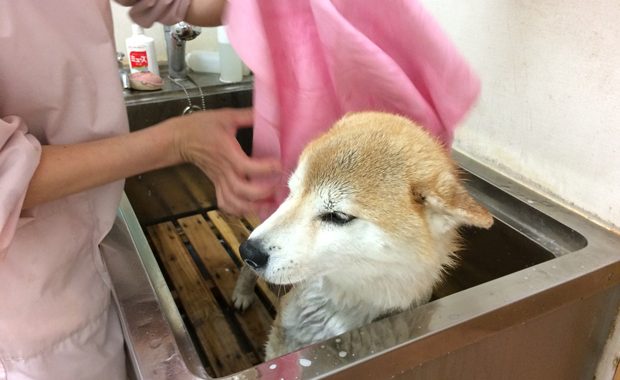 狂犬病ワクチン シャンプー前