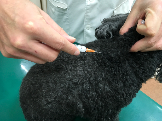 犬の急性膵炎の治療法