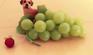 犬 ブドウ 食べれる