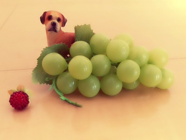 犬 ブドウ 食べれる