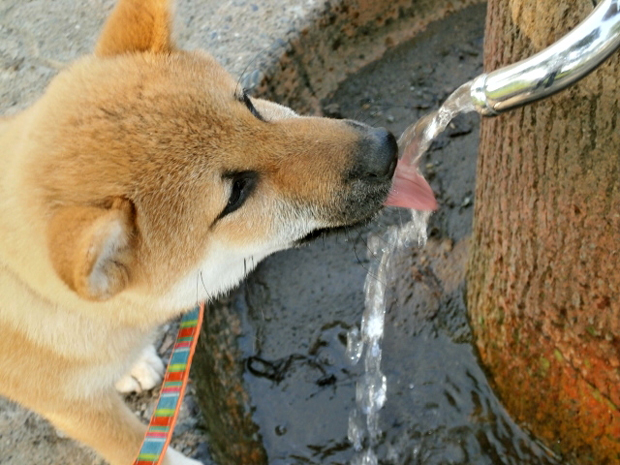 喉が渇く犬