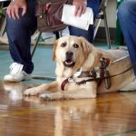 盲導犬訓練士 給料