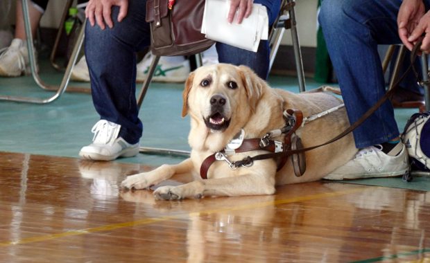 盲導犬訓練士 給料