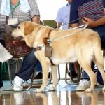 盲導犬訓練士の給料