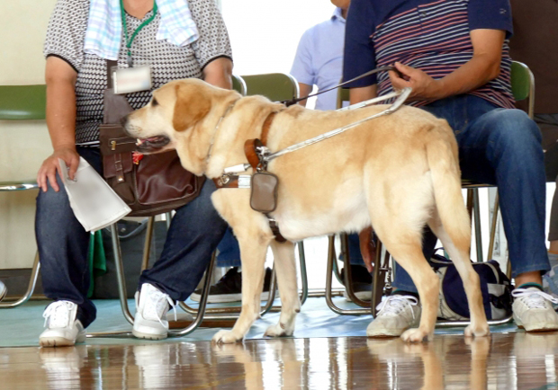 盲導犬訓練士の給料