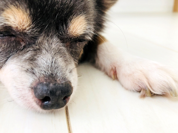 犬アトピー性皮膚炎の症状