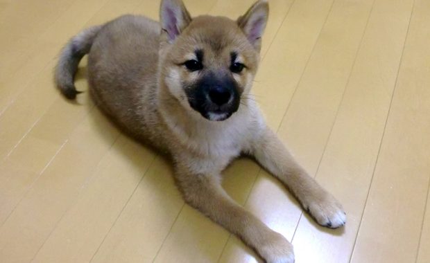 子犬 遊ぶ時間 2ヶ月 4ヶ月