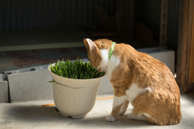 猫 草を食べる理由