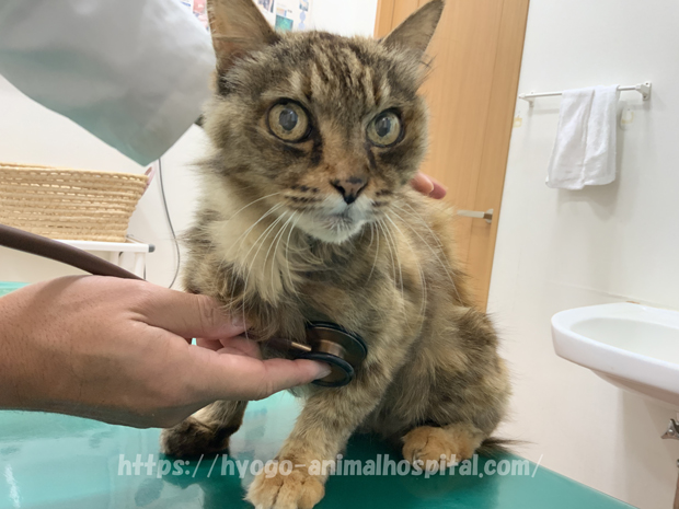 猫の尿石症の診察
