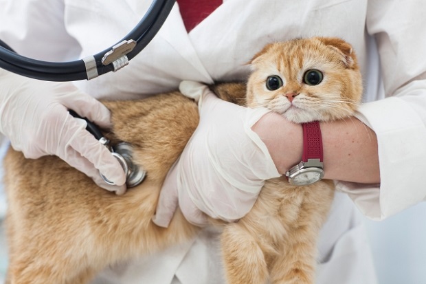 猫特発性膀胱炎の診断