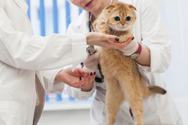 猫特発性膀胱炎の治療