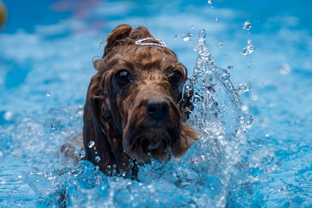 水遊びするプードル